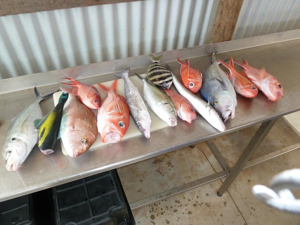 הוילה קינגסקוטה Seashells Penneshaw מראה חיצוני תמונה