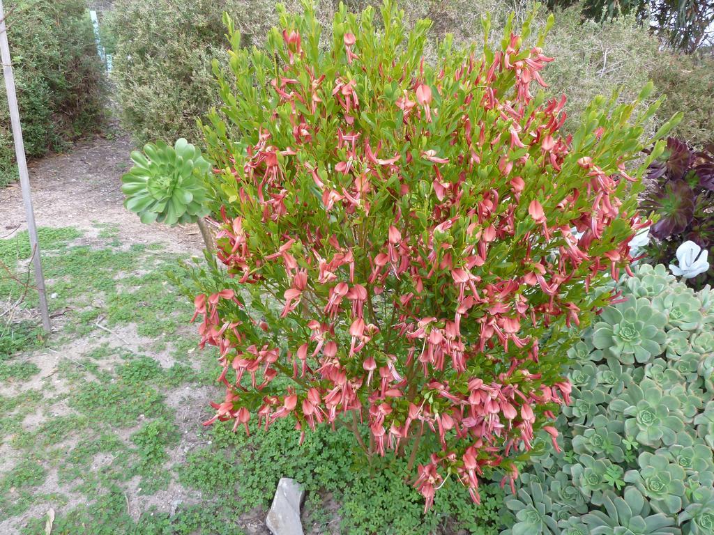 הוילה קינגסקוטה Seashells Penneshaw מראה חיצוני תמונה